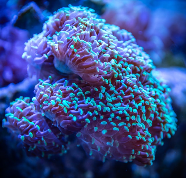 Bubble tip anemone - by Egor Kamelev (Pexels)