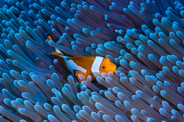 Clown fish in anemone - by Nadia Chiesi (Pexels)